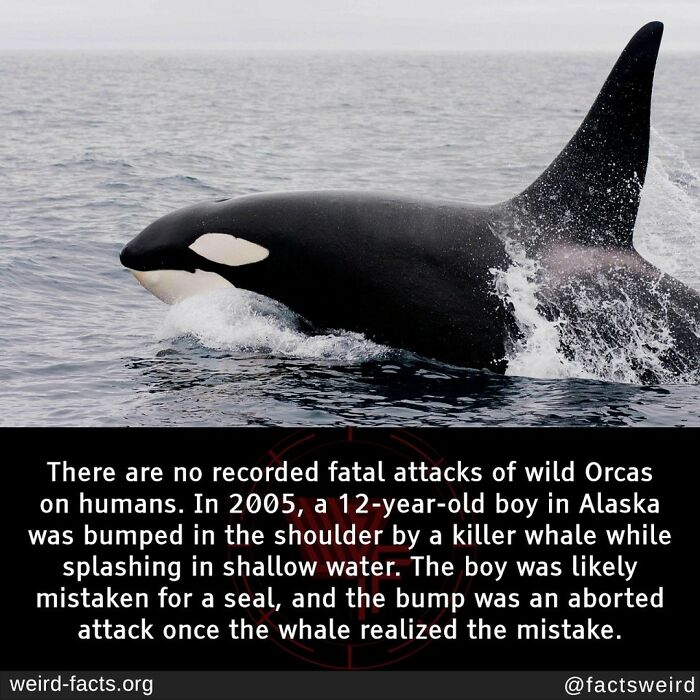 Killer Whales Are Dolphins,and Contrary To Popular Belief ,they Are The Top Predator In The Ocean