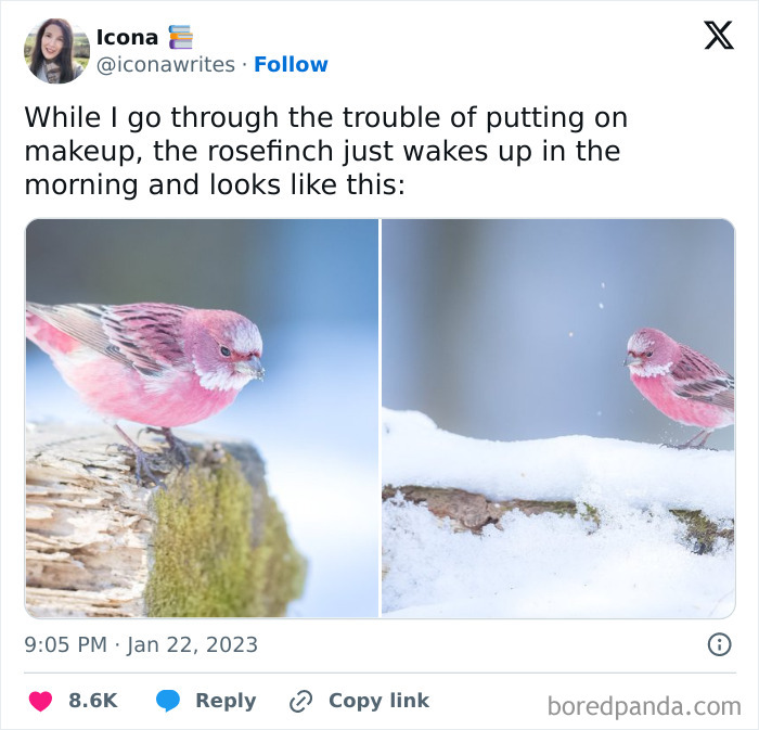 50 Top-Quality Bird Memes To Make You Grin Today, As Shared By This Facebook Page