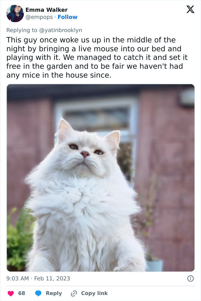Woman Shares A Hilarious Conversation Between Her And Her Landlord Who Hired A Cat As Pest Control