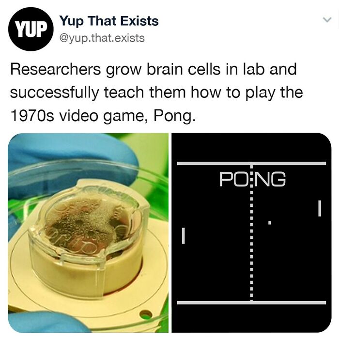 A Recent Study Published In The Journal Neuron, Scientists Were Able To Show That 800,000 Living Brain Cells Kept Inside A Petri Dish Can Be Taught How To Play Pong. When Asked About His Study Brett Kagan, Chief Scientific Officer Stated "We Have Shown We Can Interact With Living Biological Neurons In Such A Way That Compels Them To Modify Their Activity, Leading To Something That Resembles Intelligence." Source: Futurism.com