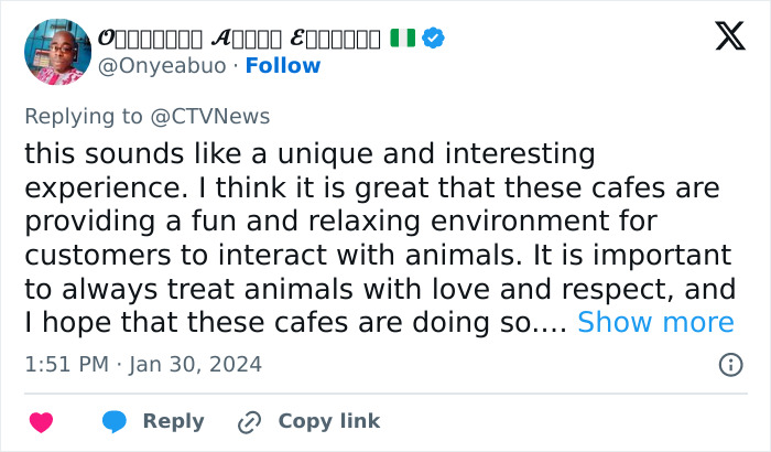 Pigs At This Cafe In Tokyo Are Called “Buta-San,” And They Trot Around Looking For Pets Pigs At This Cafe In Tokyo Are Called “Buta-San,” And They Trot Around Looking For Pets