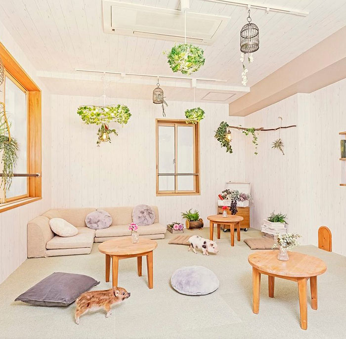 Pigs At This Cafe In Tokyo Are Called “Buta-San,” And They Trot Around Looking For Pets Pigs At This Cafe In Tokyo Are Called “Buta-San,” And They Trot Around Looking For Pets