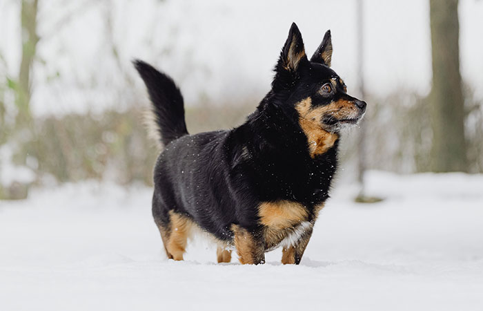 New Study Of 150 Dog Breeds Finds Size, Gender, And Nose Shape All Correlate With Dog Lifespan New Study Of 150 Dog Breeds Finds Size, Gender, And Nose Shape All Correlate With Dog Lifespan