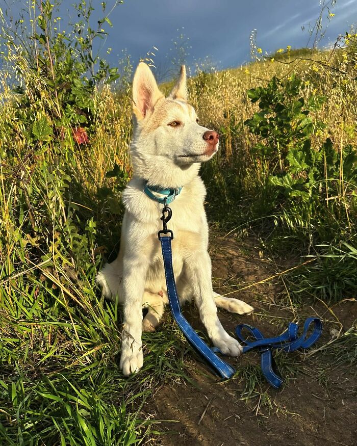 Finding Freedom: Buckley, The Dog Bound To A Pole, Embraces A Forever ...