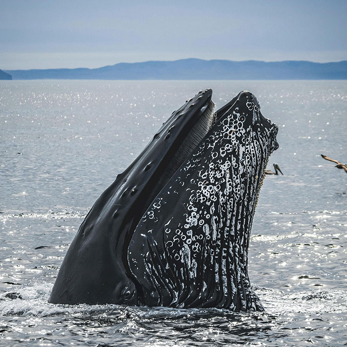 Scientists Are “Super-Excited” After New Study Reveals How Whales Actually Communicate