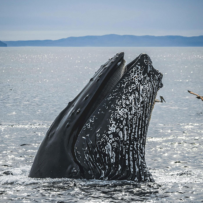Scientists Are “Super-Excited” After New Study Reveals How Whales Actually Communicate Scientists Are “Super-Excited” After New Study Reveals How Whales Actually Communicate