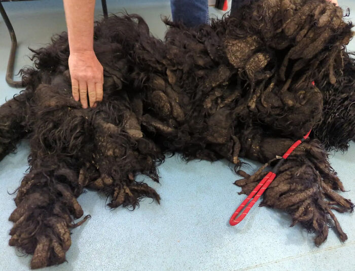 Barney The Dog Relieved After Rescuers Shave Off 7.8 Kg Of Matted Fur Barney The Dog Relieved After Rescuers Shave Off 7.8 Kg Of Matted Fur