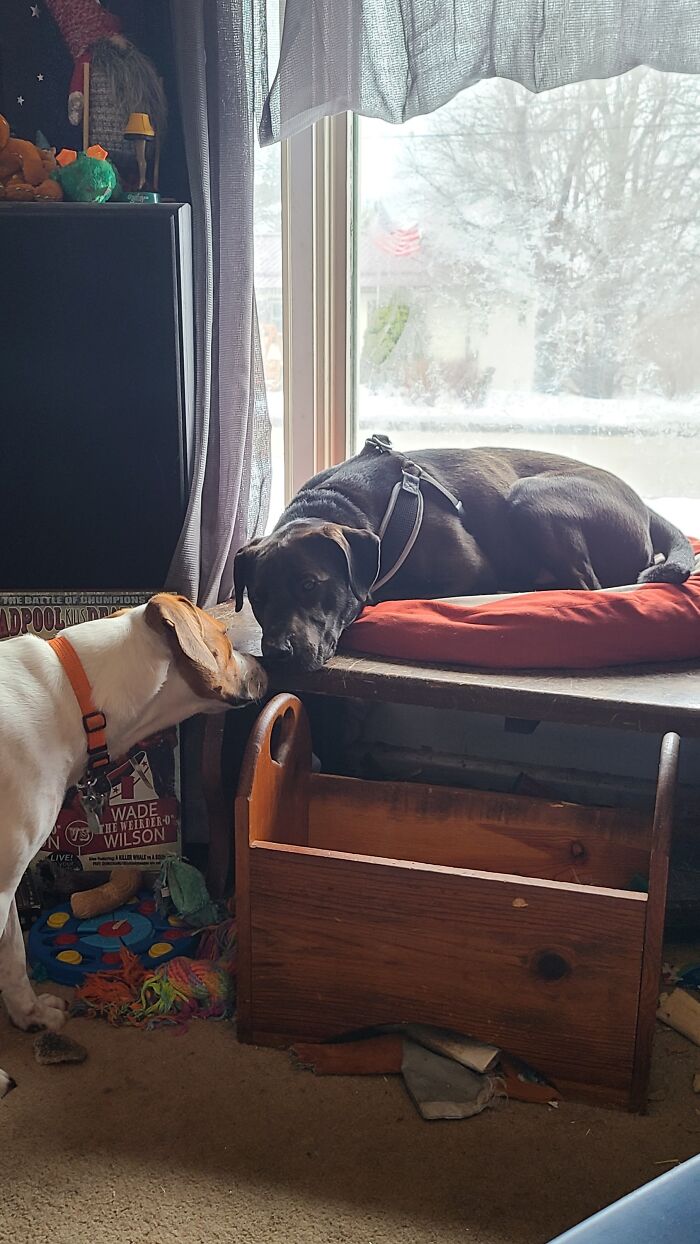 Pandora And Drax's First Meeting