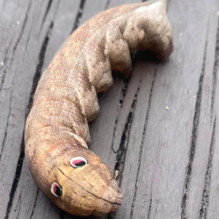 Internet Sleuths Help Woman Figure Out What The Googly-Eyed Creature In Her Yard Is Internet Sleuths Help Woman Figure Out What The Googly-Eyed Creature In Her Yard Is