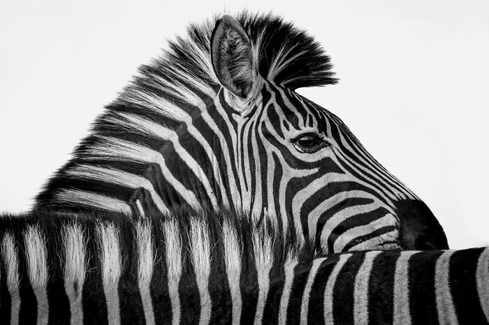 "White Stripes" By Robin Scholte