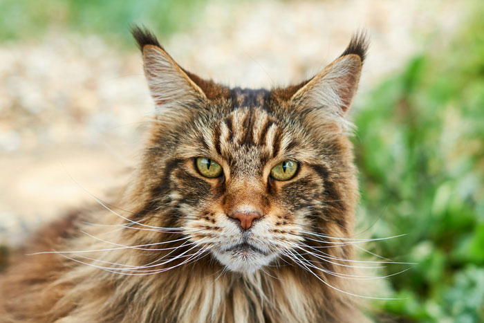 close up view of Maine Coon's face