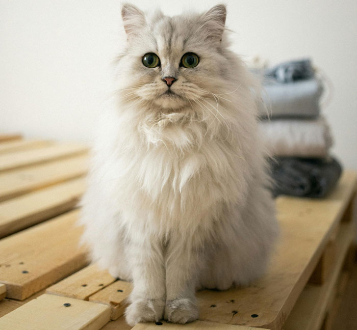 British Longhair  cat