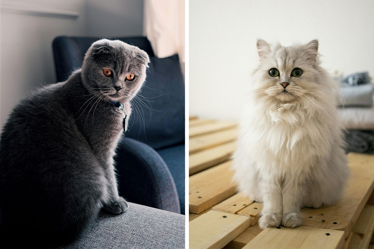 25 Cutest Cat Breeds That Make For The Ultimate Snuggle Buddy Bored Panda