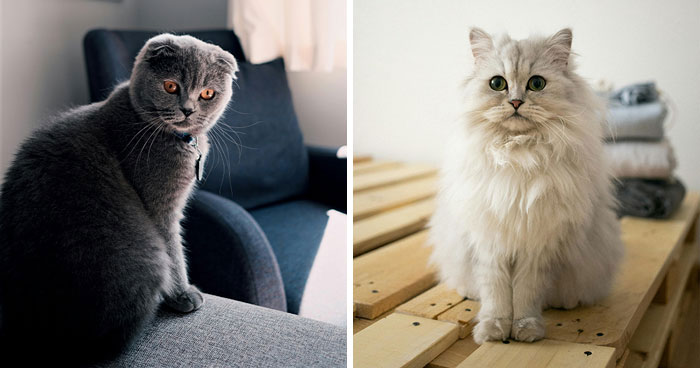 25 Cutest Cat Breeds That Make For The Ultimate Snuggle Buddy