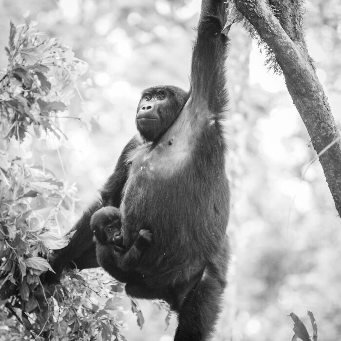 "Gorilla - Hominidae" (Series) By Dennis Wehrmann