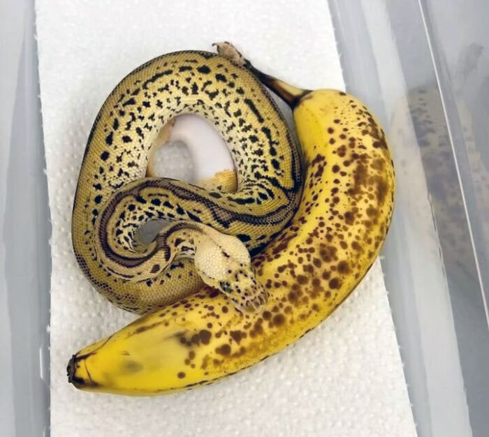 Mi serpiente plátano