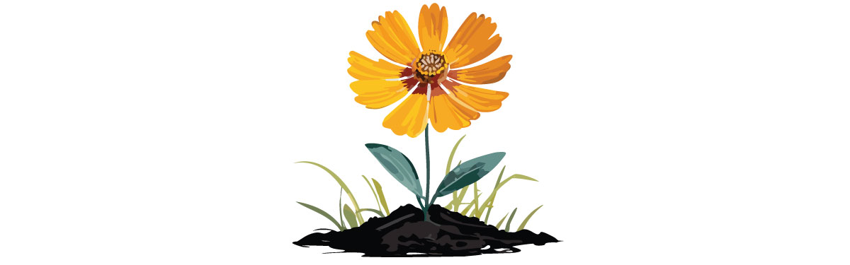 Illustration of coreopsis in soil Illustration of coreopsis in soil