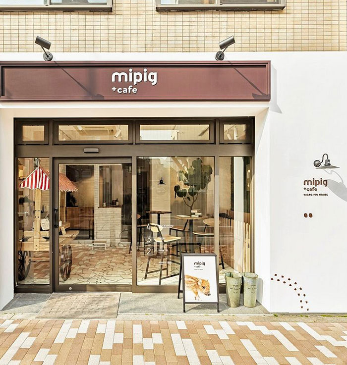 Pigs At This Cafe In Tokyo Are Called “Buta-San,” And They Trot Around Looking For Pets Pigs At This Cafe In Tokyo Are Called “Buta-San,” And They Trot Around Looking For Pets
