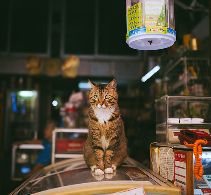 Woman Sparks Controversy By Bringing Her Cat Grocery Shopping And Putting It In The Cart