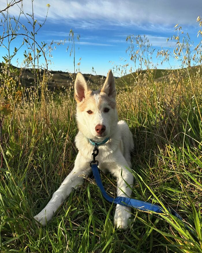 Finding Freedom: Buckley, The Dog Bound To A Pole, Embraces A Forever Home