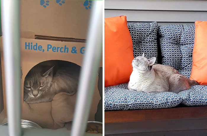 I Adopted The Saddest Looking Cat At The Shelter Three Years Ago