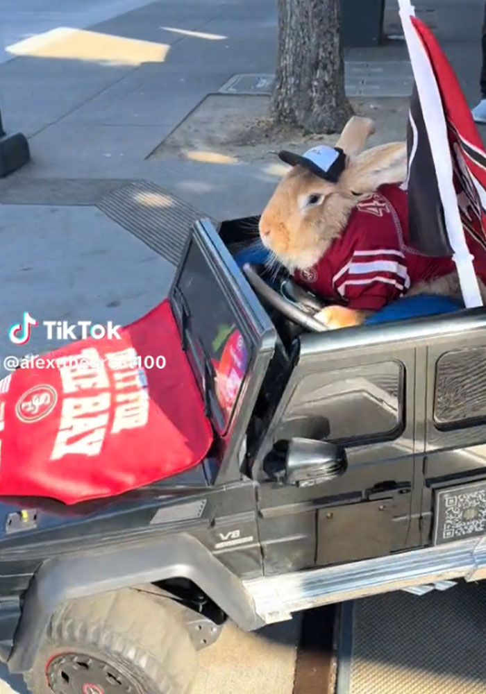 30-Pound Rescue Rabbit Brings Joy To Bay Area As A Therapy Animal At Local Hospitals And Airports