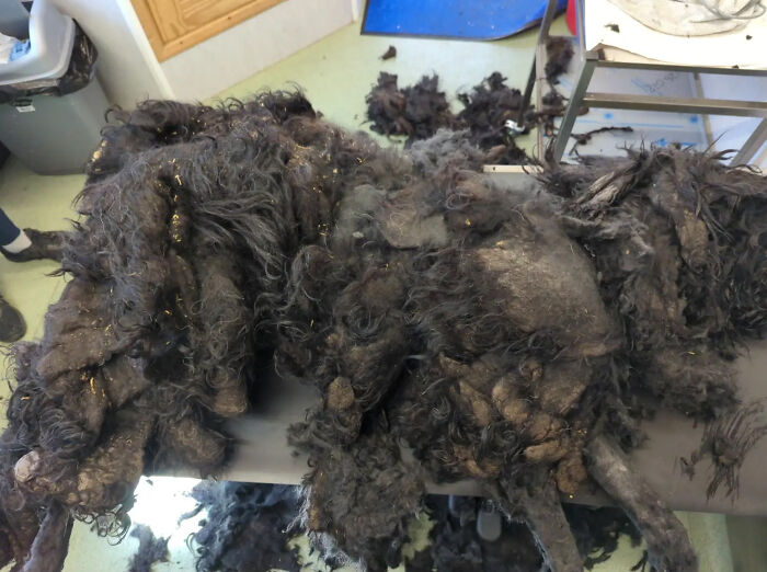 Chú chó Barney cảm thấy nhẹ nhõm sau khi lực lượng cứu hộ cạo sạch 7,8 kg lông mờ