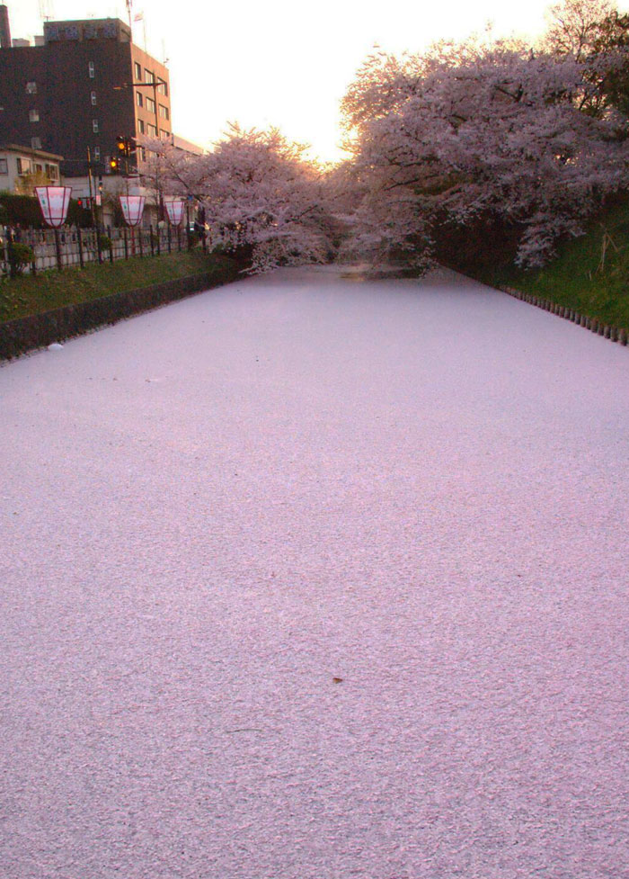 River In Japan Filled With Cherry Blossom Petals
