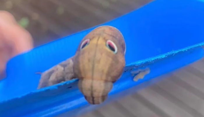 Internet Sleuths Help Woman Figure Out What The Googly-Eyed Creature In Her Yard Is Internet Sleuths Help Woman Figure Out What The Googly-Eyed Creature In Her Yard Is