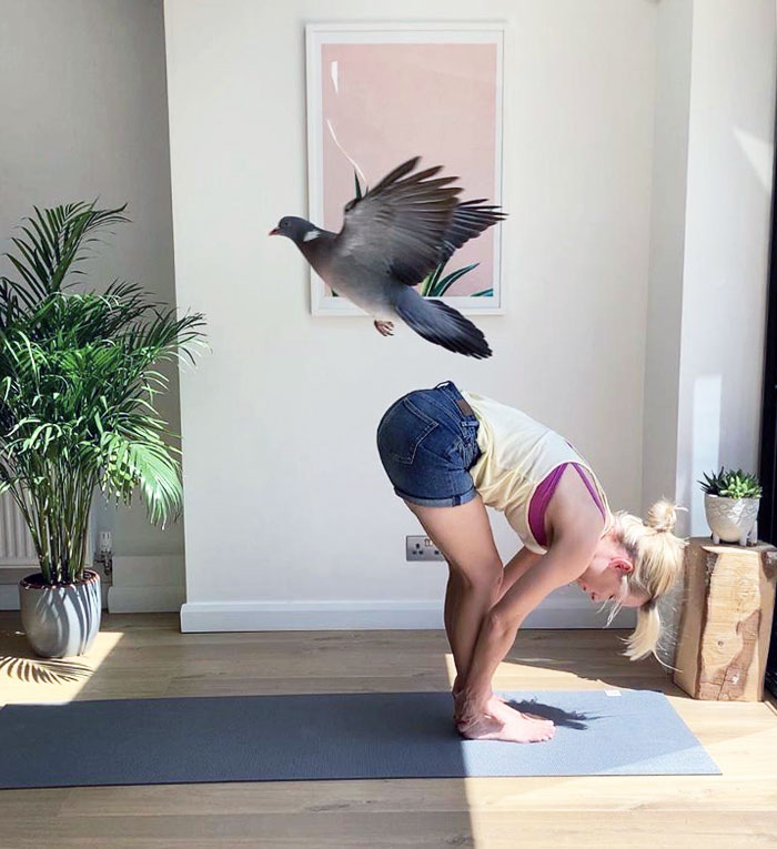 A Pigeon Flew Into The House While My Sister's Friend Was Doing Yoga
