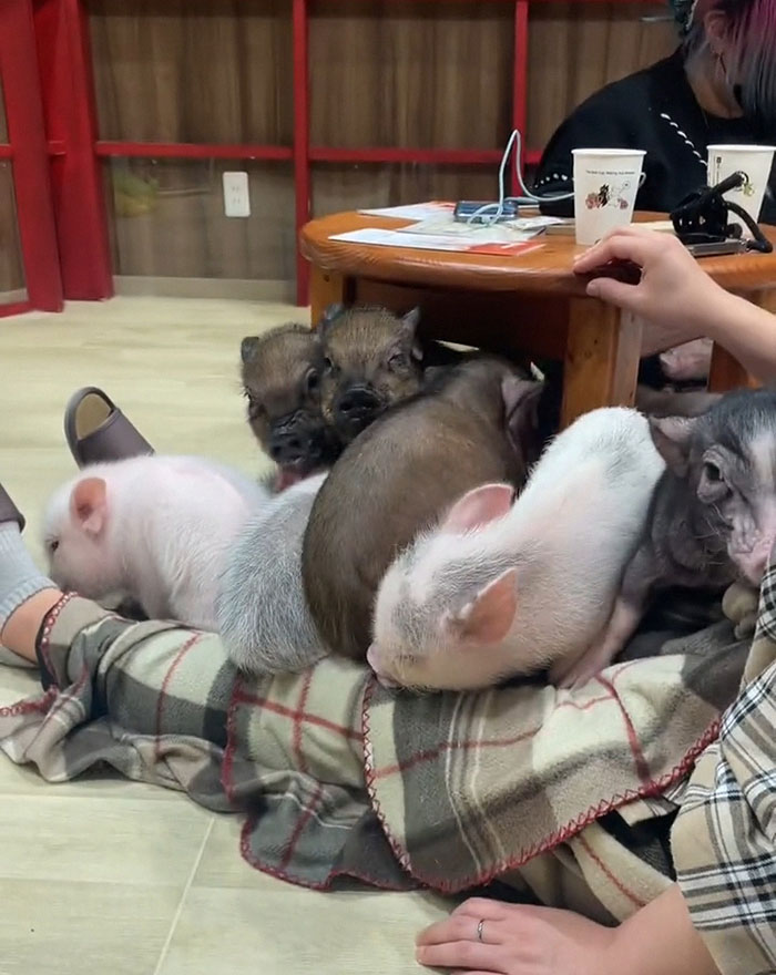 Pigs At This Cafe In Tokyo Are Called “Buta-San,” And They Trot Around Looking For Pets Pigs At This Cafe In Tokyo Are Called “Buta-San,” And They Trot Around Looking For Pets
