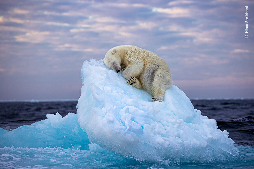 Wildlife Photographer Of The Year 59 People’s Choice Winner: "Ice Bed" By Nima Sarikhani