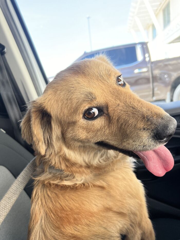 Connie The Container Dog Has Been Hiding An Adorable Surprise