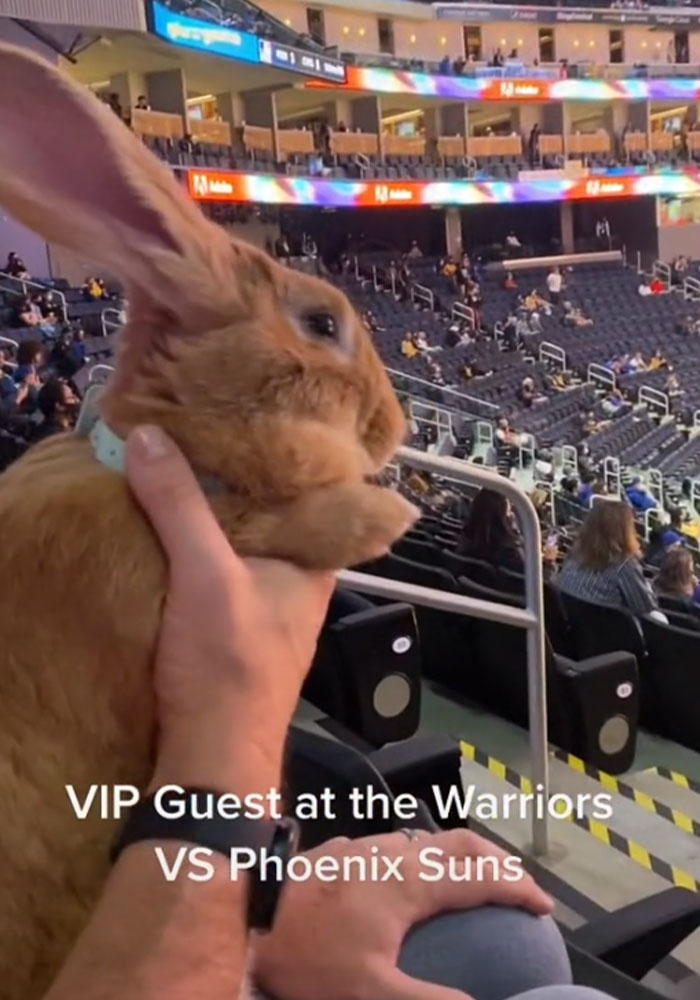 30-Pound Rescue Rabbit Brings Joy To Bay Area As A Therapy Animal At Local Hospitals And Airports