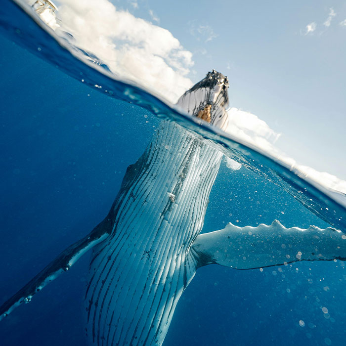 Scientists Are “Super-Excited” After New Study Reveals How Whales Actually Communicate Scientists Are “Super-Excited” After New Study Reveals How Whales Actually Communicate