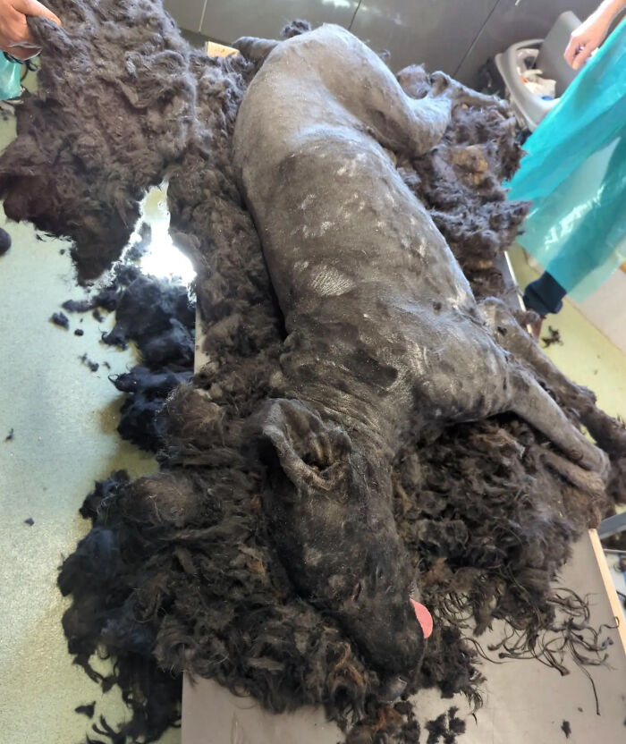 Chú chó Barney cảm thấy nhẹ nhõm sau khi lực lượng cứu hộ cạo sạch 7,8 kg lông mờ