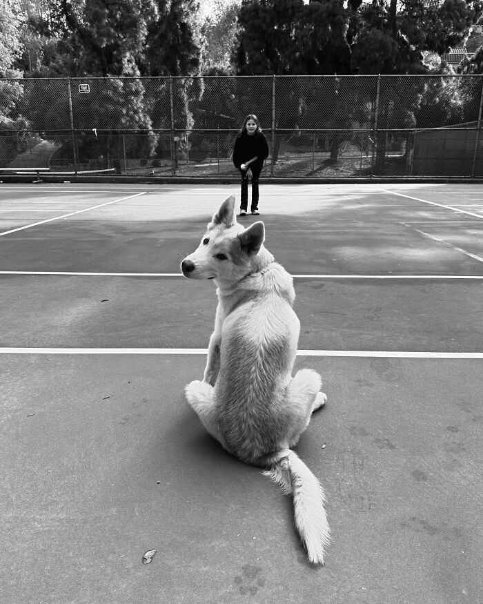 Finding Freedom: Buckley, The Dog Bound To A Pole, Embraces A Forever Home Finding Freedom: Buckley, The Dog Bound To A Pole, Embraces A Forever Home