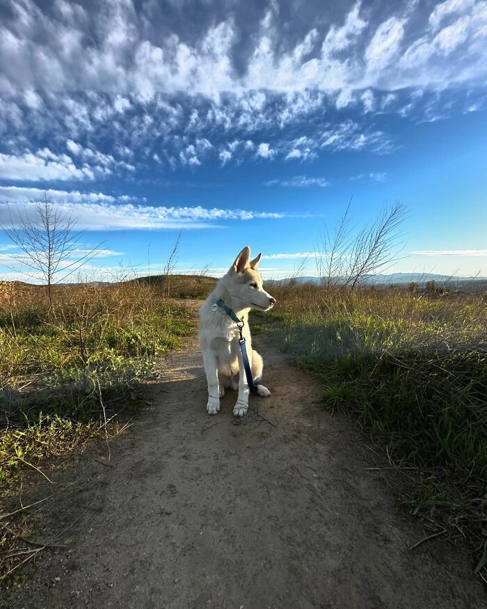 Finding Freedom: Buckley, The Dog Bound To A Pole, Embraces A Forever Home Finding Freedom: Buckley, The Dog Bound To A Pole, Embraces A Forever Home