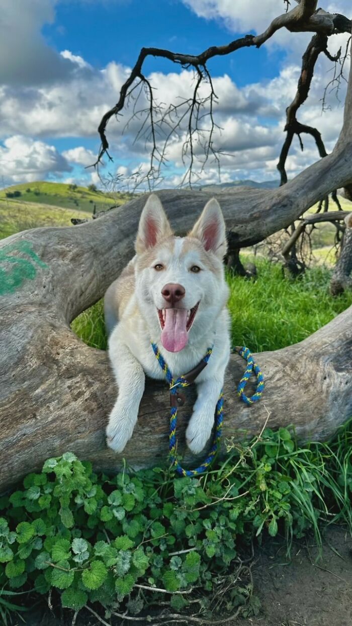 Finding Freedom: Buckley, The Dog Bound To A Pole, Embraces A Forever Home Finding Freedom: Buckley, The Dog Bound To A Pole, Embraces A Forever Home