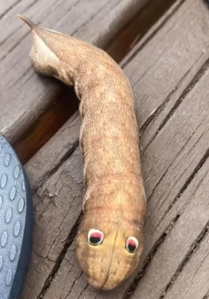 Internet Sleuths Help Woman Figure Out What The Googly-Eyed Creature In Her Yard Is