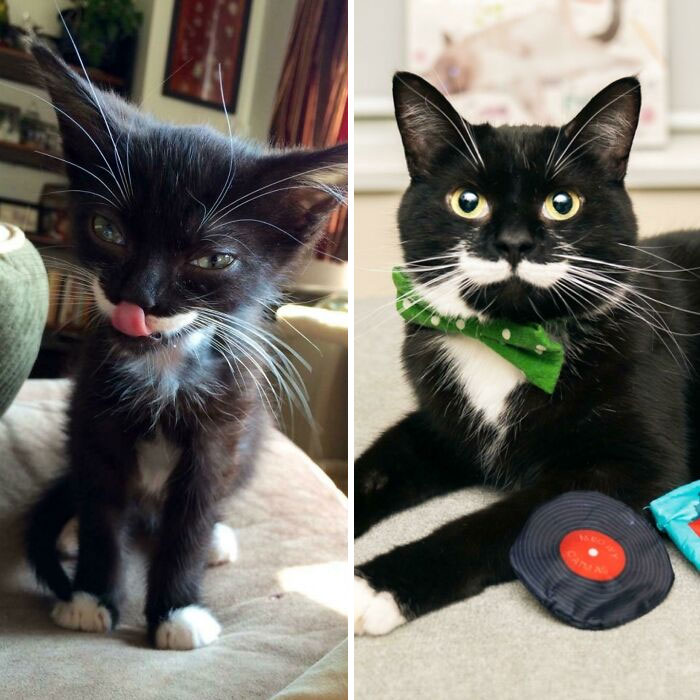 Harvey’s Skinny Body Was Found Abandoned In A Ditch, Soaking Wet, And Dotted With Cigarette Burns. He Was Infested With Fleas, Anemic, And Starving. One Look At His Little Face And I Knew Had To Adopt Him. Fast Forward 5 Years, He’s Now A Confident, Happy, Healthy Boi With A Career In Modelling