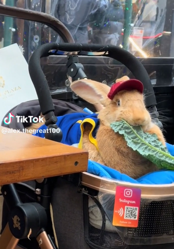 30-Pound Rescue Rabbit Brings Joy To Bay Area As A Therapy Animal At Local Hospitals And Airports
