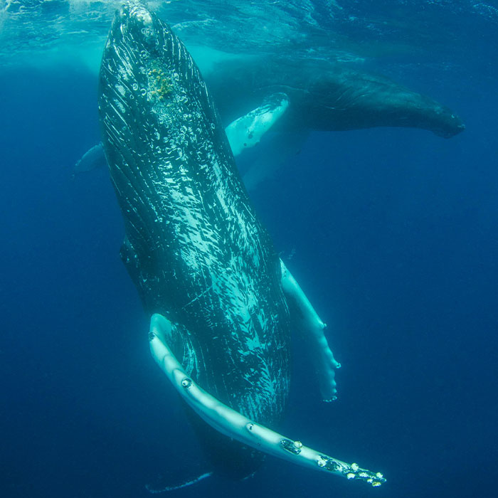 Scientists Are “Super-Excited” After New Study Reveals How Whales Actually Communicate Scientists Are “Super-Excited” After New Study Reveals How Whales Actually Communicate
