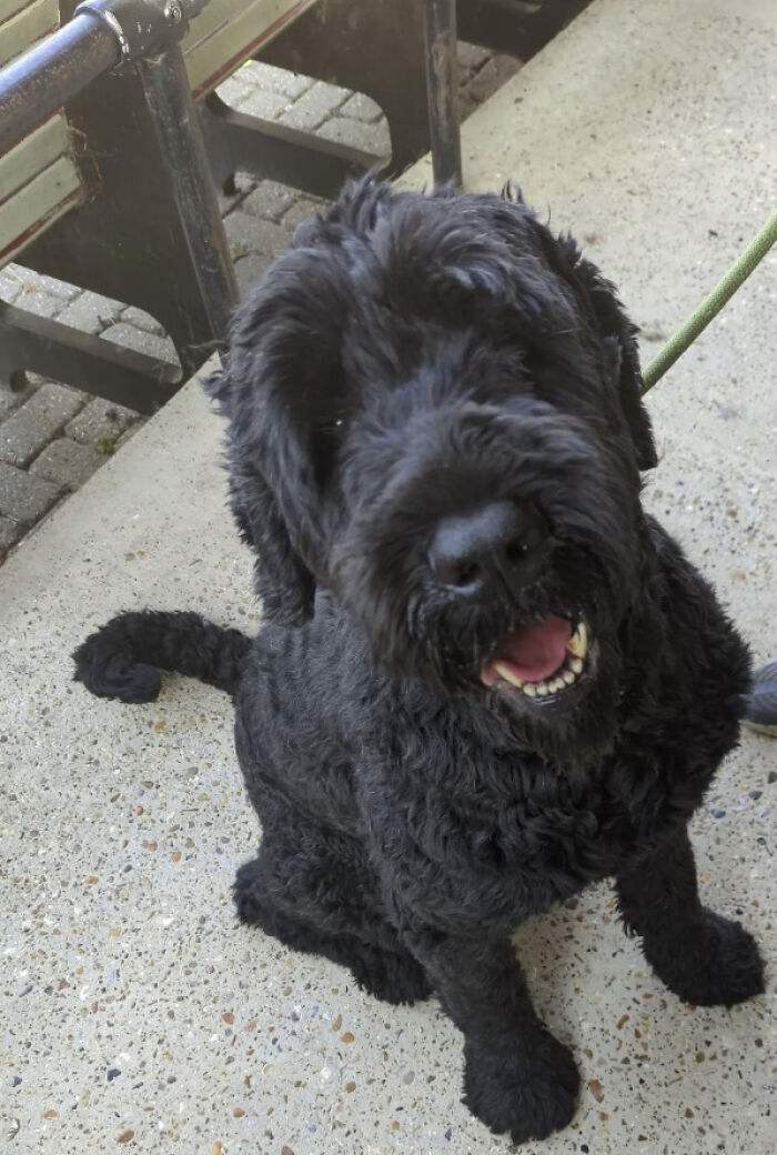 Barney The Dog Relieved After Rescuers Shave Off 7.8 Kg Of Matted Fur