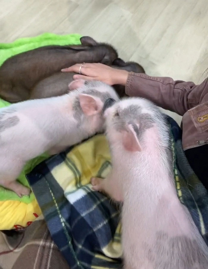 Pigs At This Cafe In Tokyo Are Called “Buta-San,” And They Trot Around Looking For Pets Pigs At This Cafe In Tokyo Are Called “Buta-San,” And They Trot Around Looking For Pets