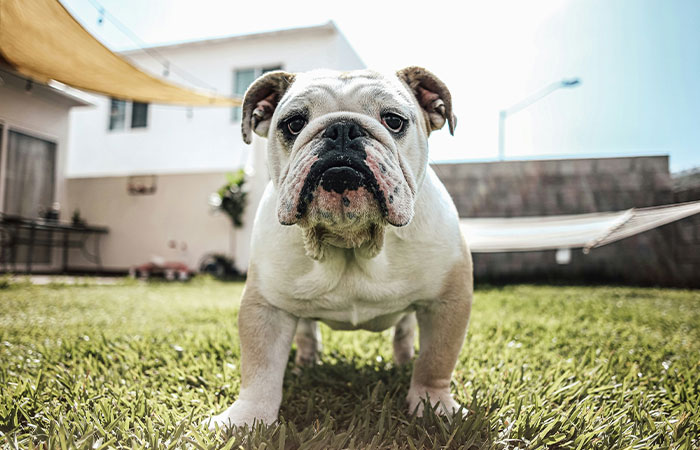 New Study Of 150 Dog Breeds Finds Size, Gender, And Nose Shape All Correlate With Dog Lifespan New Study Of 150 Dog Breeds Finds Size, Gender, And Nose Shape All Correlate With Dog Lifespan