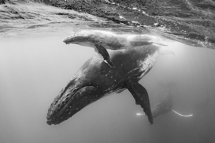 "Floating With Humpback Whale" (Series) By Wen Hua Chen