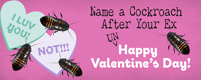 Name A Cockroach After Your Love (Or Ex)