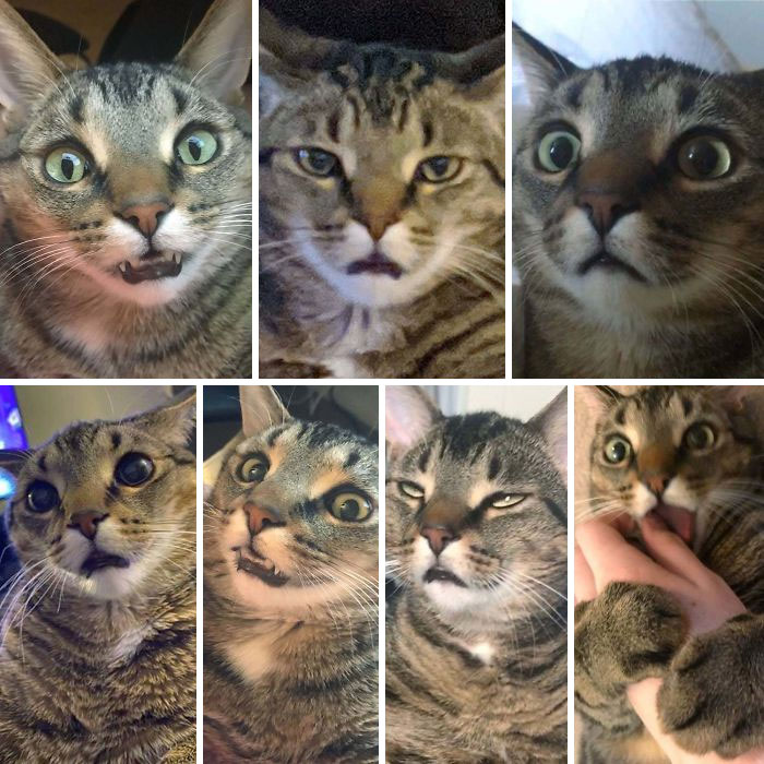No sabía que los gatos tenían tantas emociones que reflejar en su cara, hasta que adopté a Leo