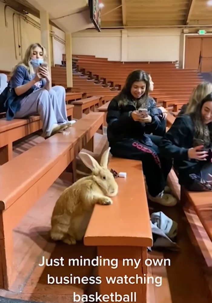 30-Pound Rescue Rabbit Brings Joy To Bay Area As A Therapy Animal At Local Hospitals And Airports